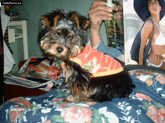 La foto del perro