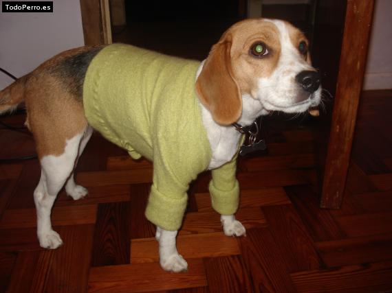 La foto del perro