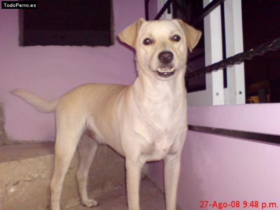 La foto del perro