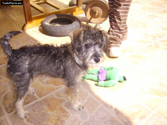 La foto del perro
