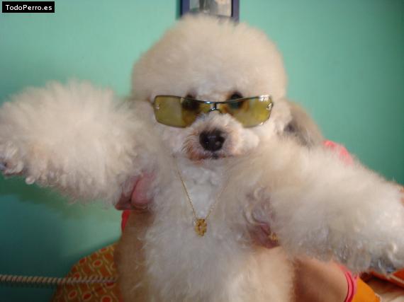 La foto del perro