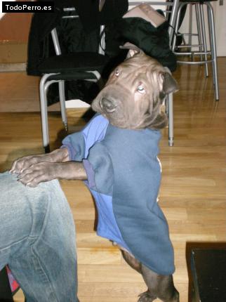 La foto del perro