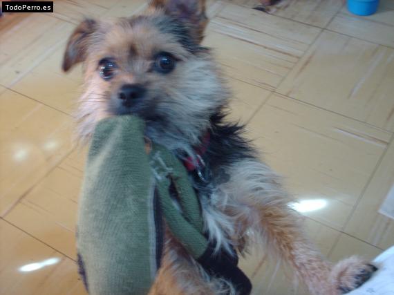 La foto del perro
