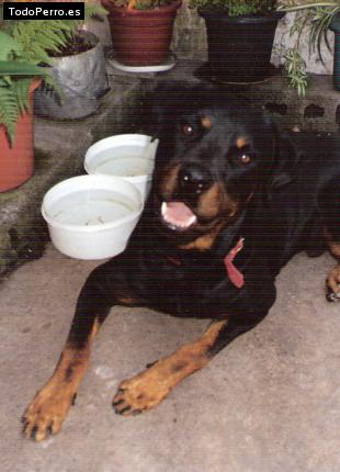 La foto del perro