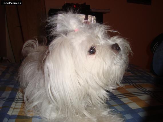 La foto del perro