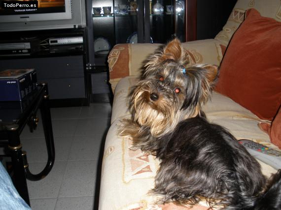 La foto del perro