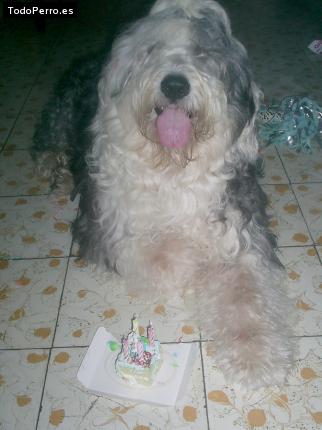 La foto del perro