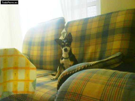 La foto del perro