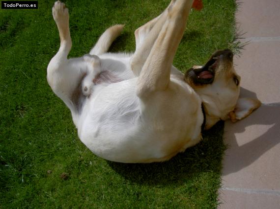 La foto del perro