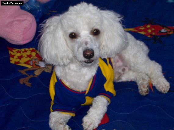 La foto del perro