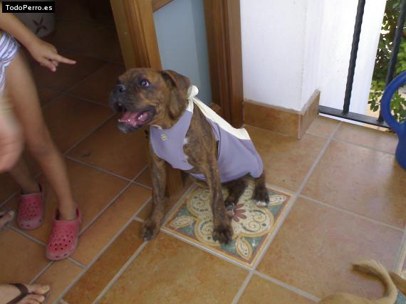 La foto del perro