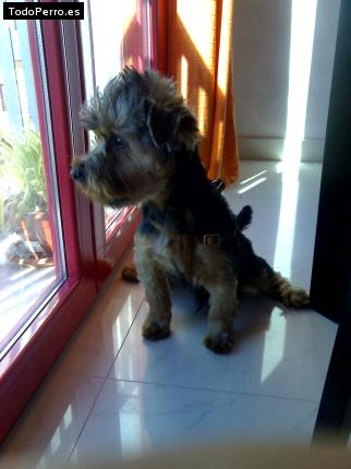 La foto del perro