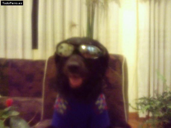 La foto del perro