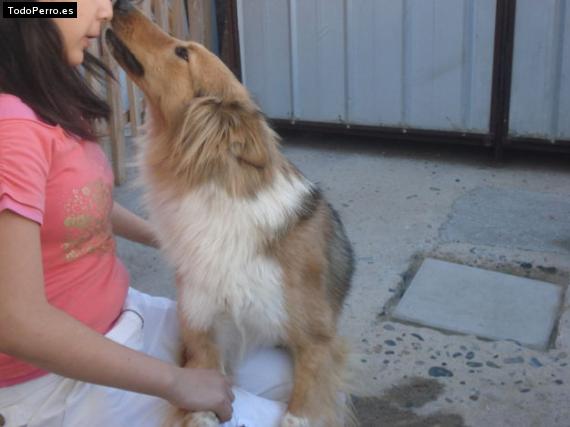 La foto del perro