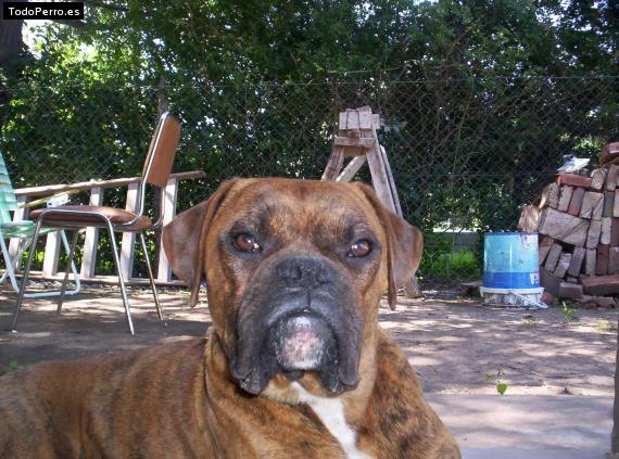 La foto del perro