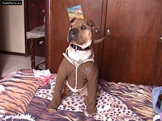 La foto del perro