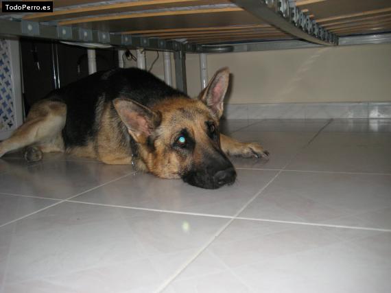 La foto del perro