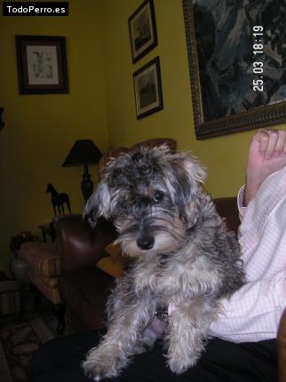 La foto del perro
