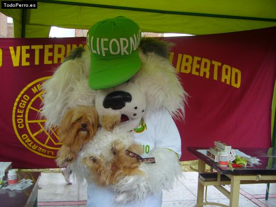 La foto del perro