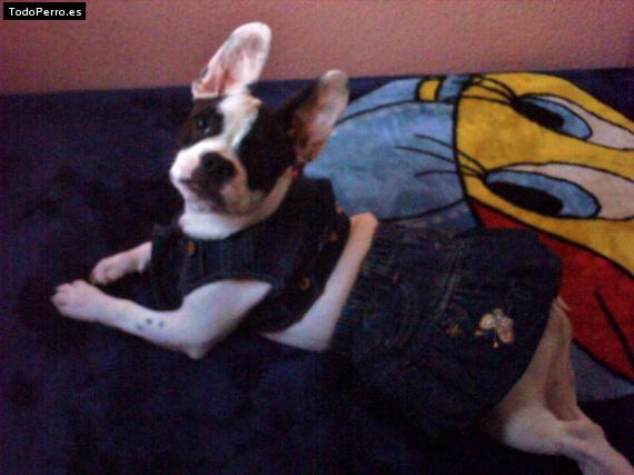 La foto del perro