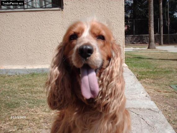 La foto del perro