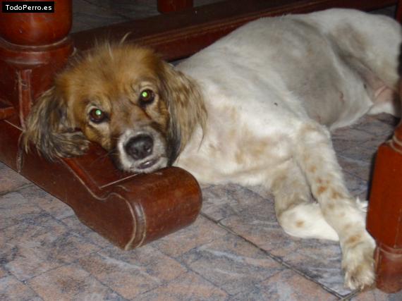 La foto del perro