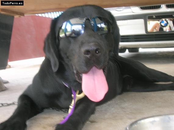 La foto del perro