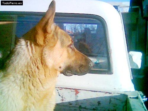 Foto del perro Candombe