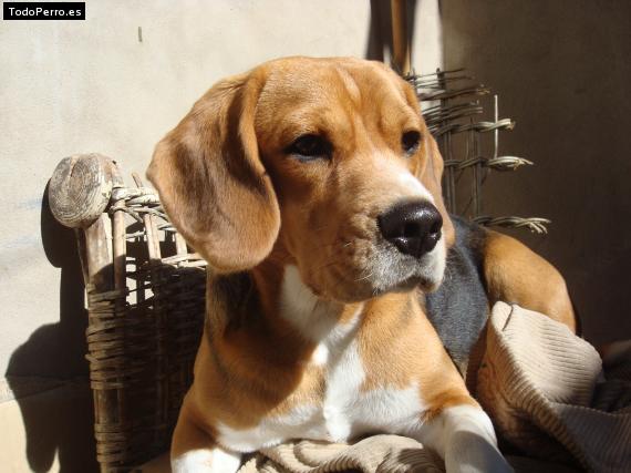 La foto del perro