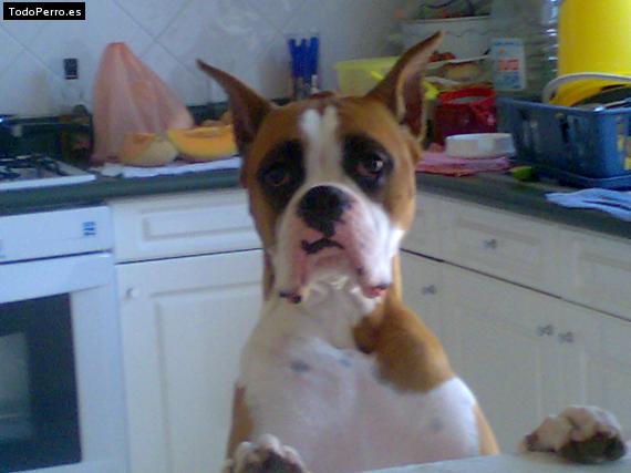 La foto del perro