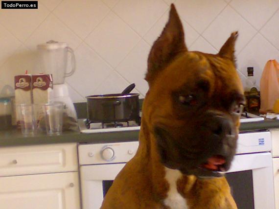 La foto del perro