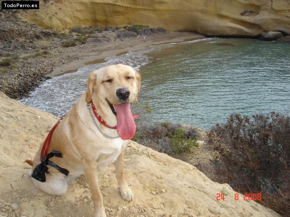 La foto del perro