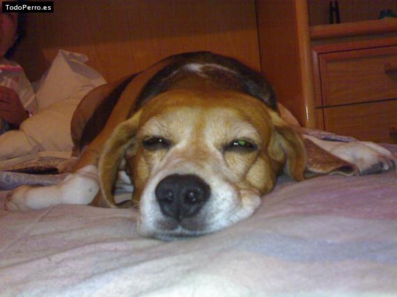 La foto del perro