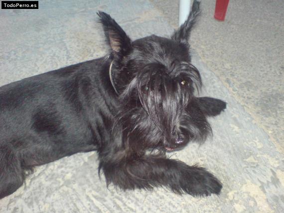 La foto del perro