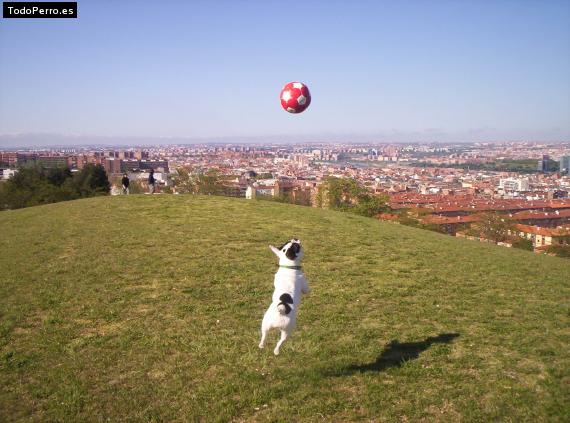 La foto del perro