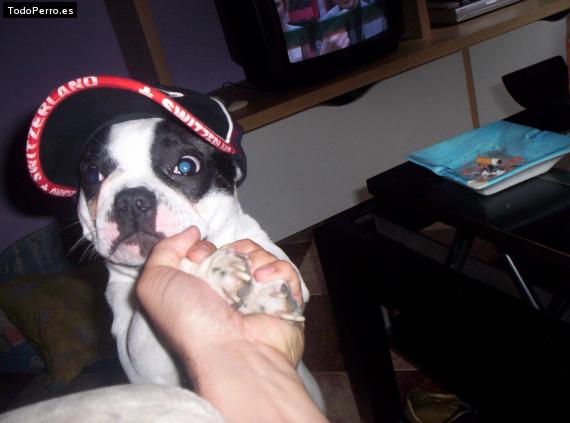 La foto del perro