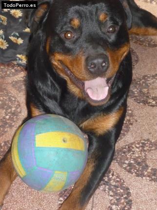 La foto del perro