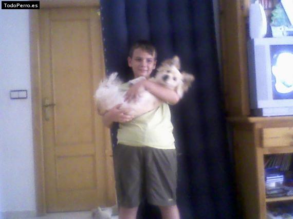 La foto del perro