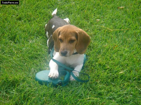 La foto del perro