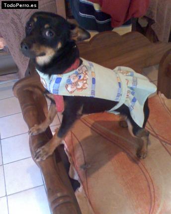 La foto del perro