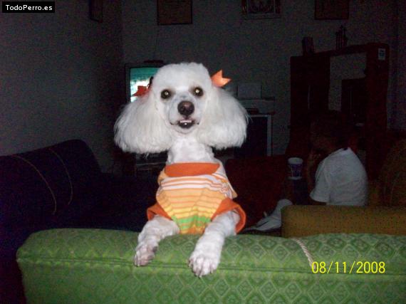La foto del perro