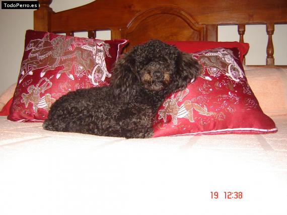 La foto del perro