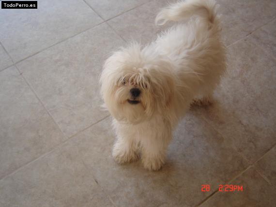 La foto del perro