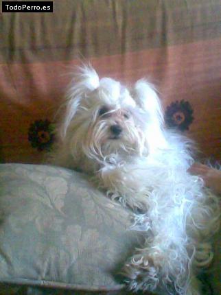 La foto del perro