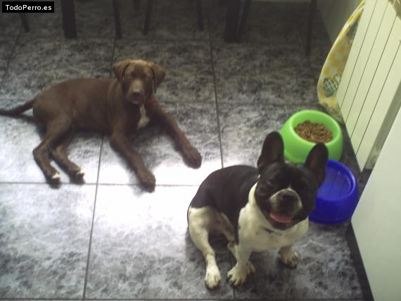 La foto del perro