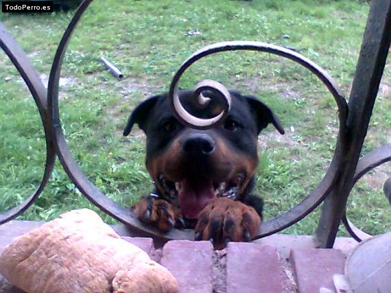 La foto del perro