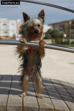 La foto del perro