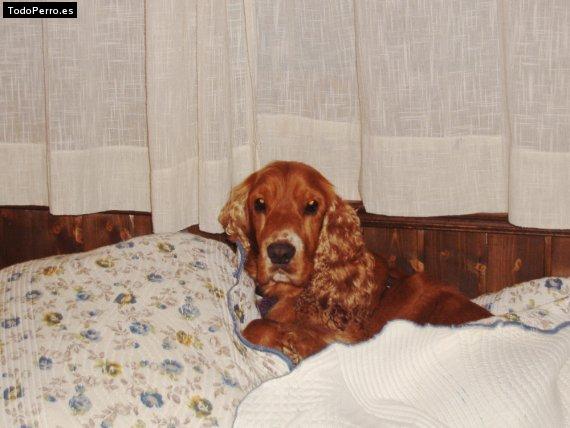 La foto del perro