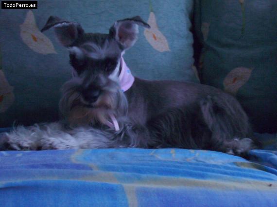 La foto del perro