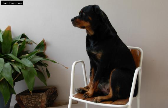 La foto del perro